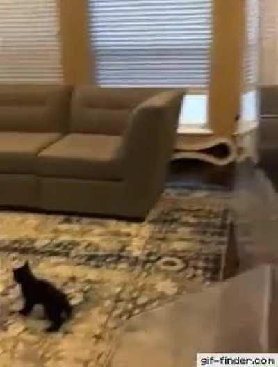 HAH! No cage can hold me! - Kitter