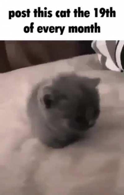 19th day of the year gato