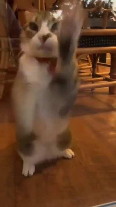 hard working window washer