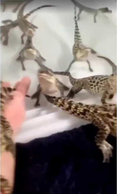 Baby crocodiles sound like lasers