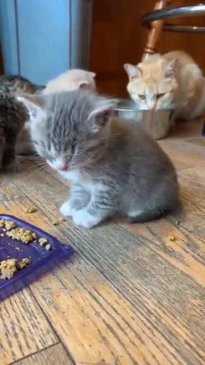 Post meal nap of illegal kitties