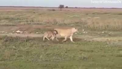 A lioness has been spotted taking care of a lone wildebeest calf