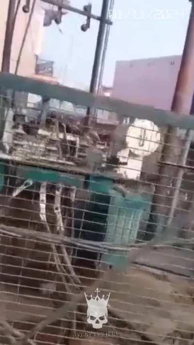 Death of another man who climbed onto a transformer