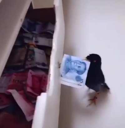 Alv mi perro ahora entrenaré pajaros