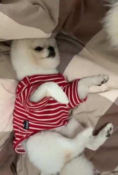 CaT gEtS dEcApItAtEd!!! GoRe WaRnInG