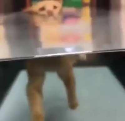 Cat loves his day at the spa