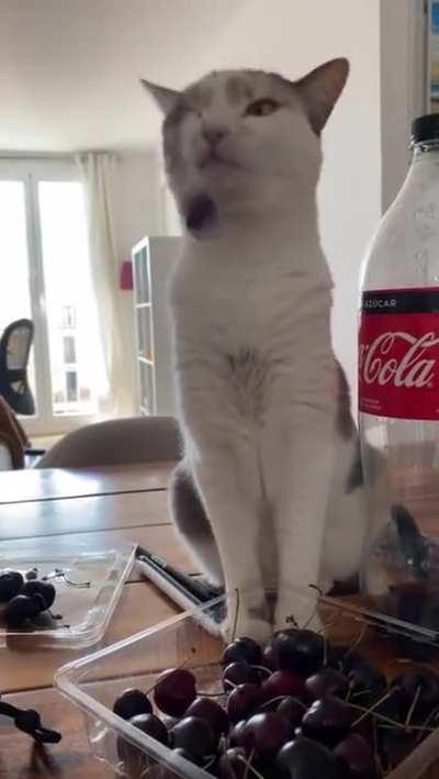 Cherry pendulum performed by a cat