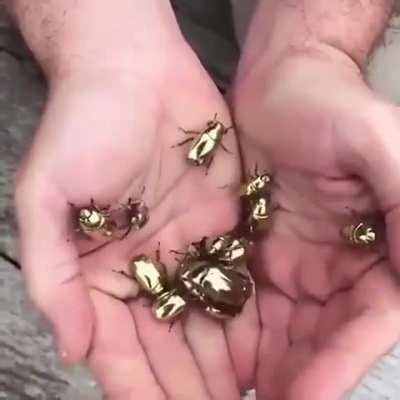 Golden beetles.