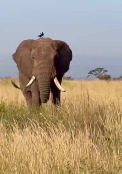 Ear flapping in Murchinson Falls Park Uganda 🇺🇬