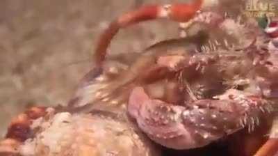 Hermit crab bringing sea anemone friend along to it’s new shell