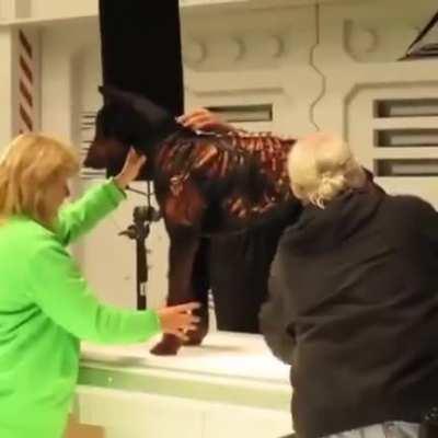 The Zombie dog from the Resident Evil movie, behind the scenes.