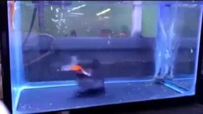 Catfish devours goldfish completely