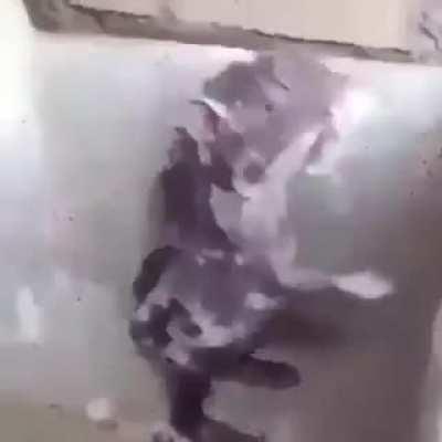 Racist rat says n-words 😱😱😱😱😱😱😱😱😱😱😱😱😱😱