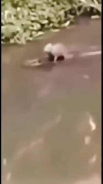 when you have alligator friend