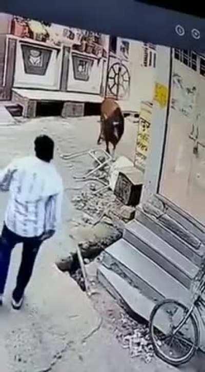 prohiben las corridas de toros en la cd mex... los toros inmediatamente...