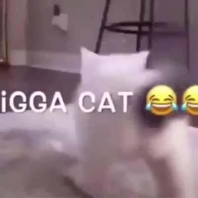 Nibba cat?! القطة الزنجية very niGGa!!؟ قطة تحت لعنة الزنجً شاهد قبل الحذف