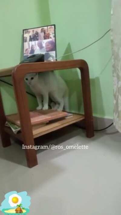 Новый член семьи