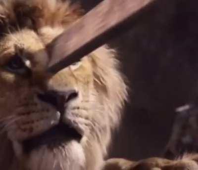 In The Lion King (2019), audiences during the pre-release screenings complained that Scar was too frank with Mufasa as he murdered him. This unaltered version was later revised before the official release.