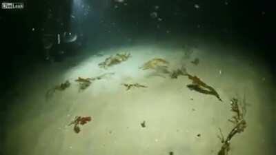 Just an octopus hunting a crab