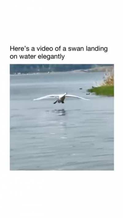 Элегантная посадка лебедя (звук обязателен!)