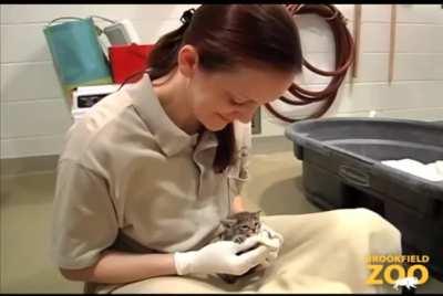 Feeding time for Black Footed Kitten. The Black Footed Cat, is the smallest of the African felines.