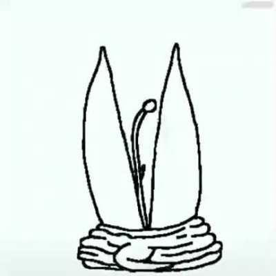 What kind of dreams do you see?