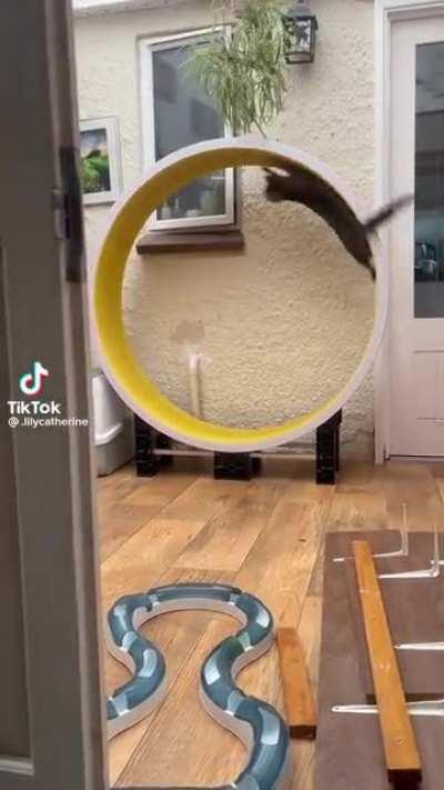 No cats were harmed in the making of this video