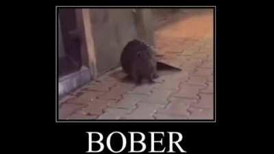 Bober