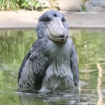 🔥 Shoebill Stork - The Most Terrifying Bird in the World
