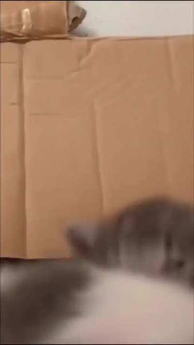 Kitten Skrillex: REAL or FAKE?!!