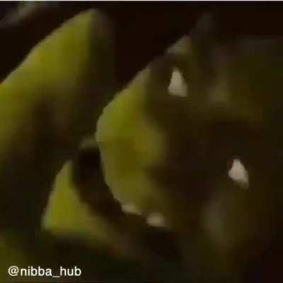 orochinho - Video #5863