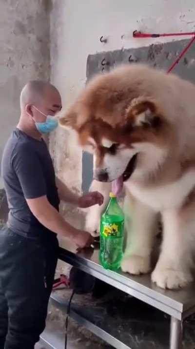 Now this is a big boi