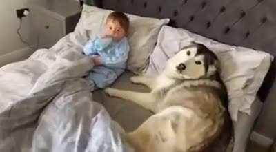Dog refuses to leave the bed then proceeds to fall asleep while looking after the little one
