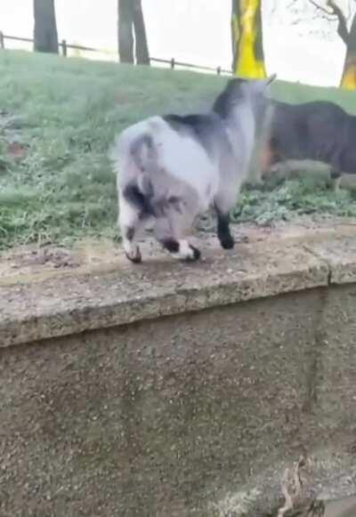 you’ve goat to be kitten me!