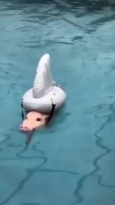 PeRsOn reCOrDS TheiR LAST momeNTs aS dEadly SHaRK ATtaCkS