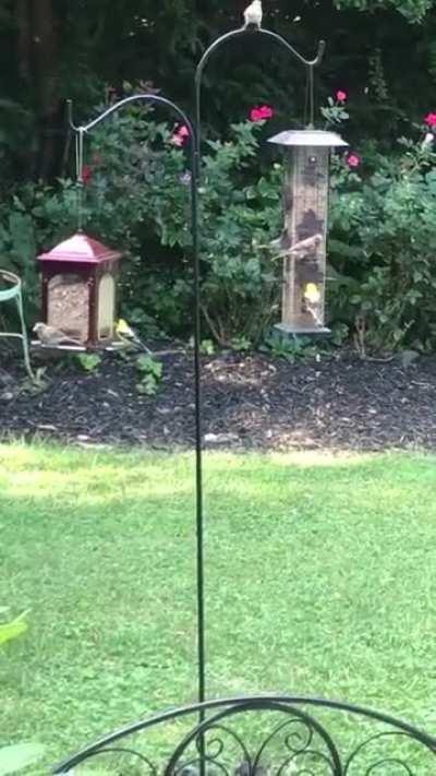 Installed some new bird feeders outside the kitchen window today.