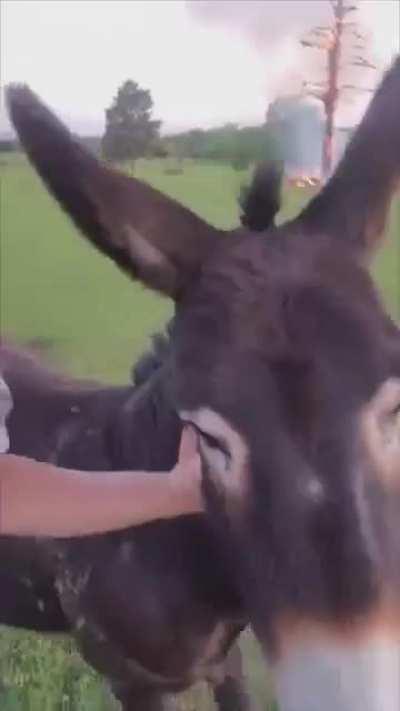 Protective Donkey Won't Allow Lady To Go Near The Fire