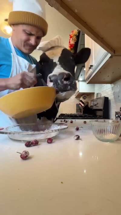 Trying to make a cherry pie with Bruce the Cow…