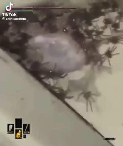 The big boi. HP:2000 Attack: 79220 Defense: 37281