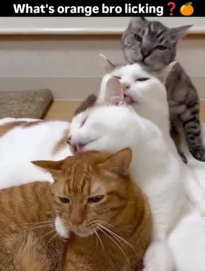 Orange wunk got wireless licking