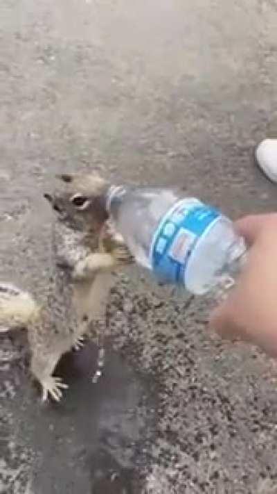 Squirrel Asking For Water!