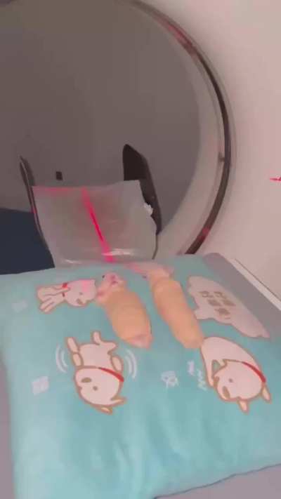 Hamsters getting an MRI