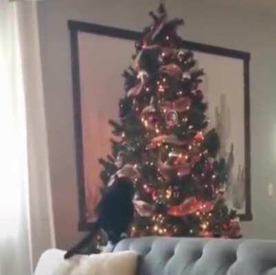 The cat 🐈 is the star ⭐ of the show