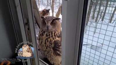 Sneaking up on an owl