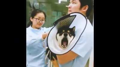 Dog at vet screaming like a maniac
