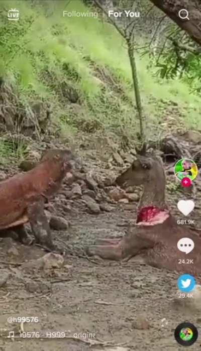 Komodo dragon turning a deer into it's lunch.
