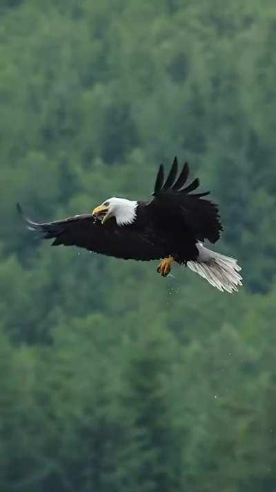 🔥Have you ever seen a bald eagle catch a fish and eat it mid-air?