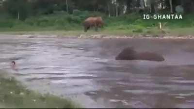 Crazyfuckingelephant