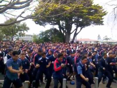 An entire school of bros