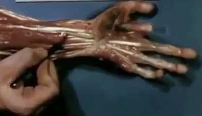 This is what flexing your fingers looks like